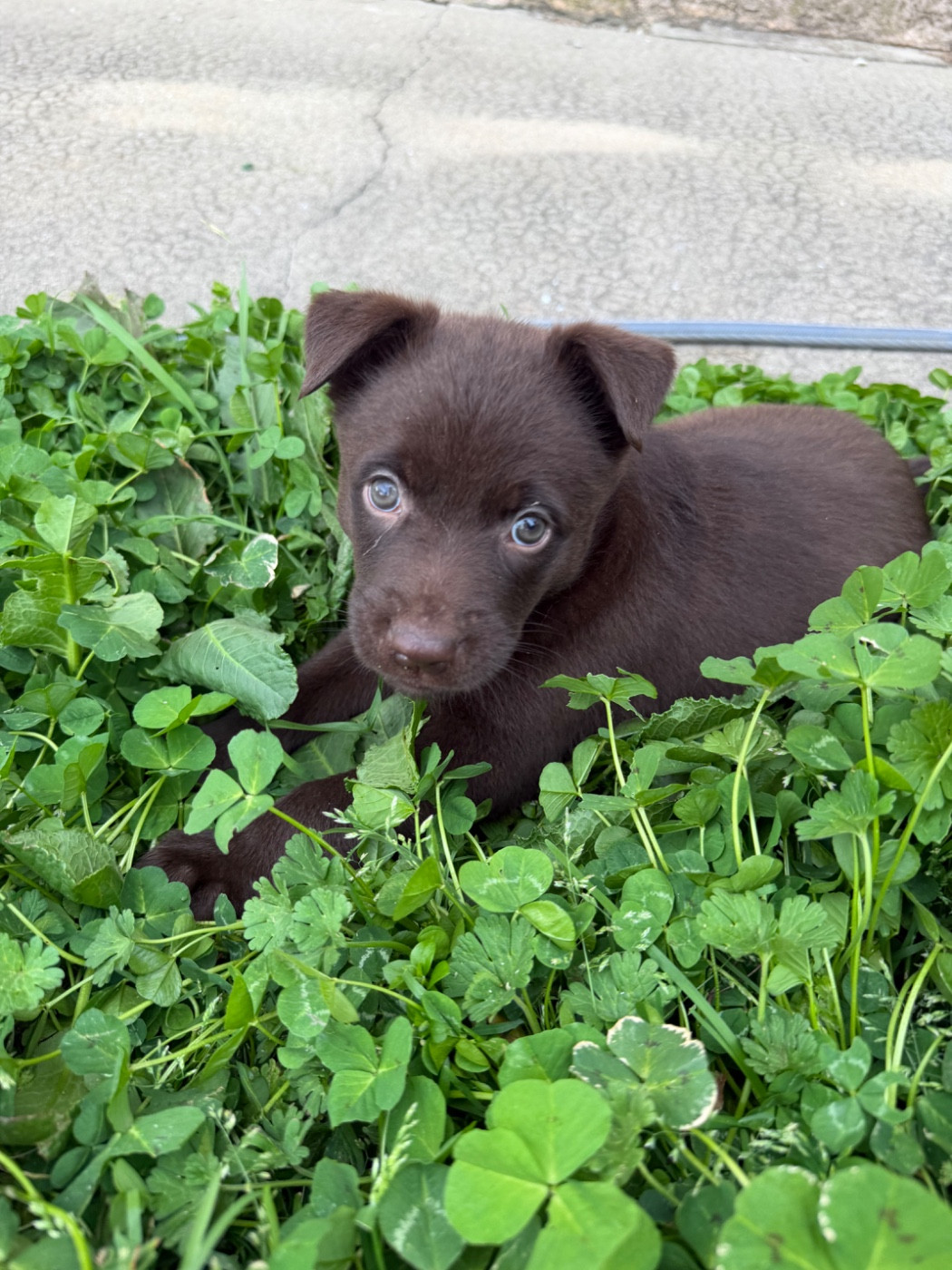 De La Plaine De Kalina - Chiots disponibles - Australian Kelpie