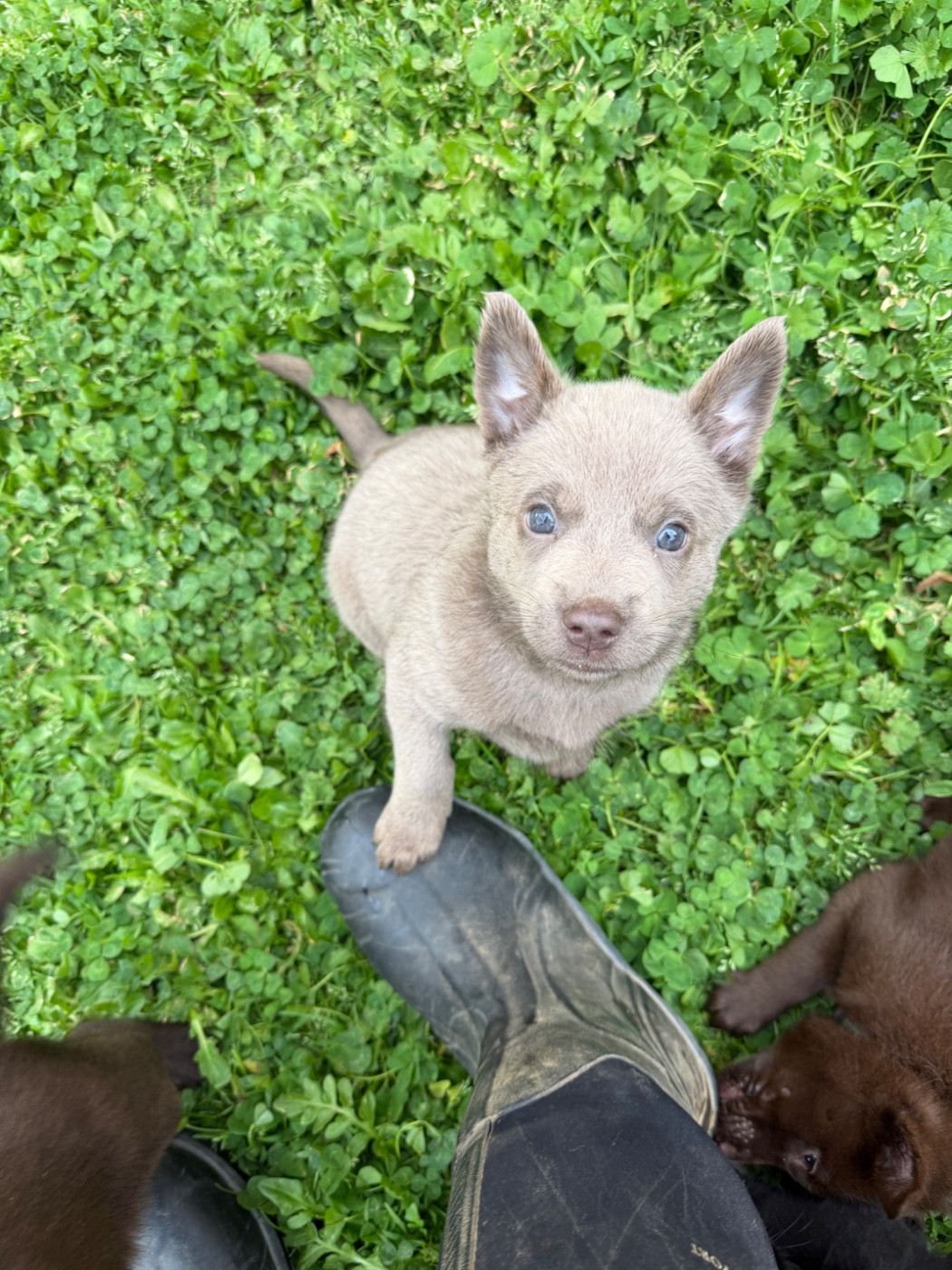 De La Plaine De Kalina - Chiots disponibles - Australian Kelpie