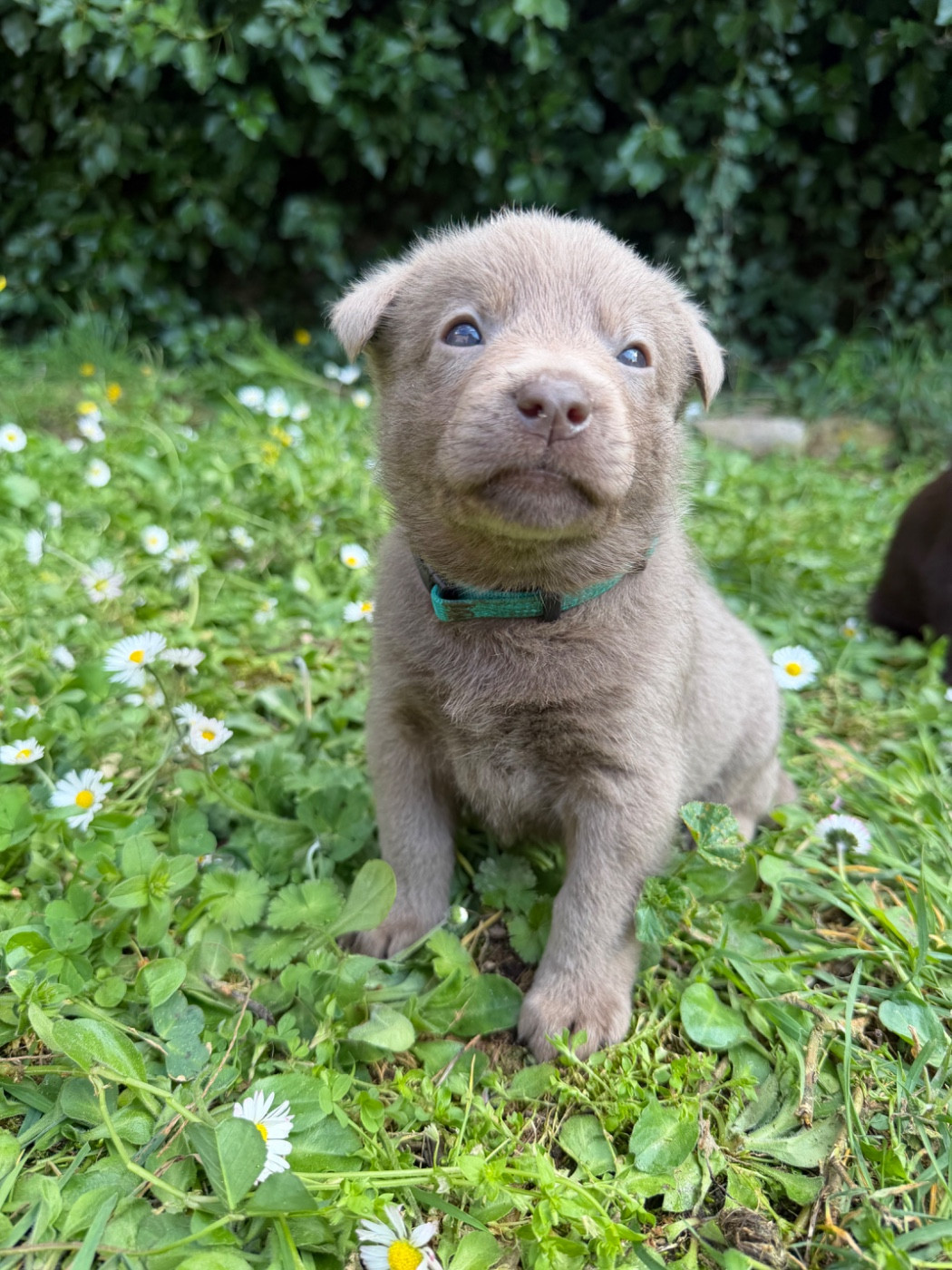 De La Plaine De Kalina - Chiots disponibles - Australian Kelpie