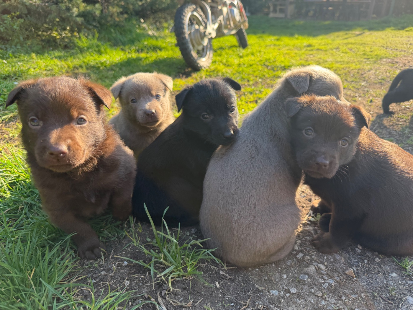 Chiot Australian Kelpie De La Plaine De Kalina