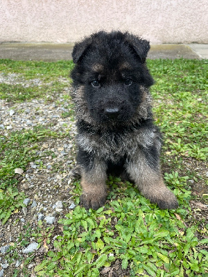 CHIOT 1