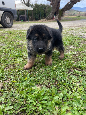 CHIOT 2