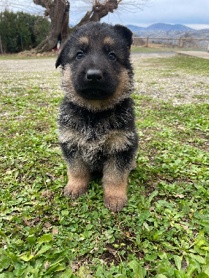 CHIOT 3